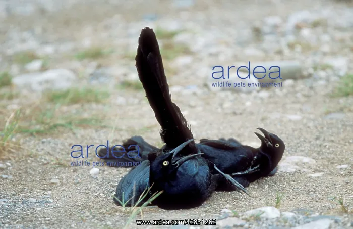 : Great-Tailed GRACKLES - males fighting : Great-Tailed GRACKLES - males fighting