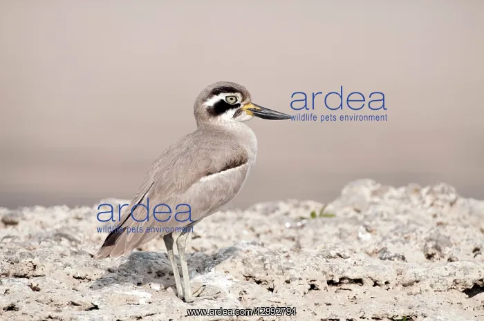 : Great thick-knee - on bank of river : Great thick-knee - on bank of river