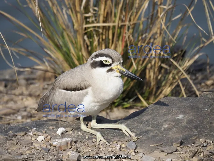: Great Thick-knee Esacus recurvirostris Rajasthan : Great Thick-knee Esacus recurvirostris Rajasthan
