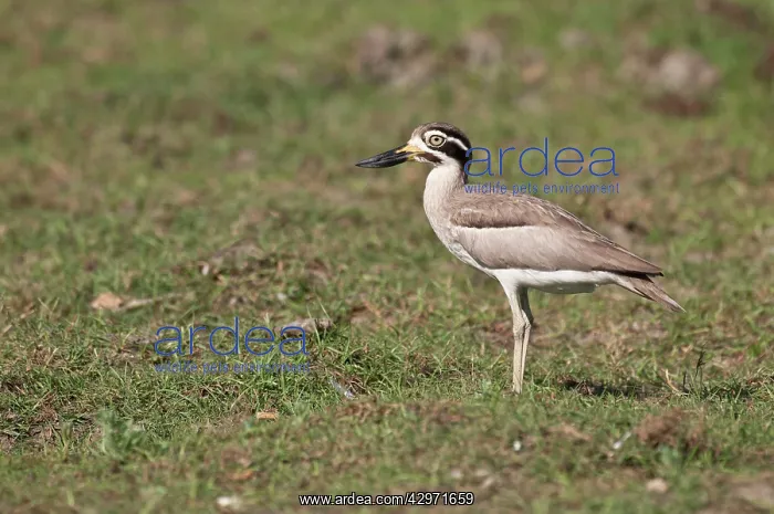: Great Thick-knee - standing in short grass : Great Thick-knee - standing in short grass