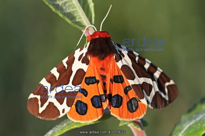 : Great Tiger Moth : Great Tiger Moth