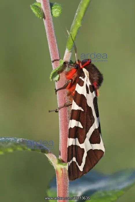 : Great Tiger Moth : Great Tiger Moth