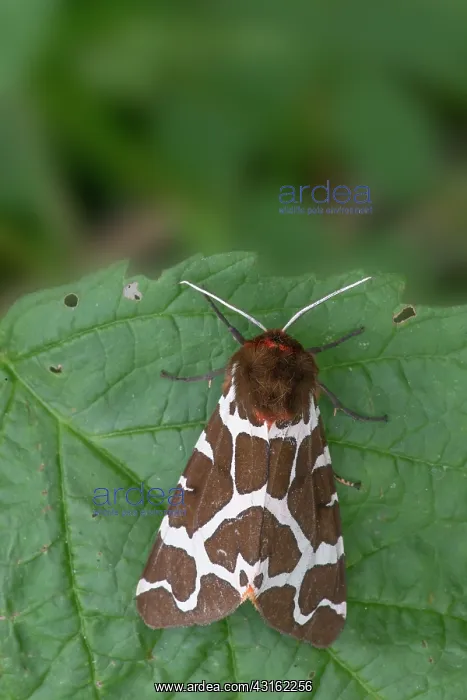 : Great Tiger Moth : Great Tiger Moth