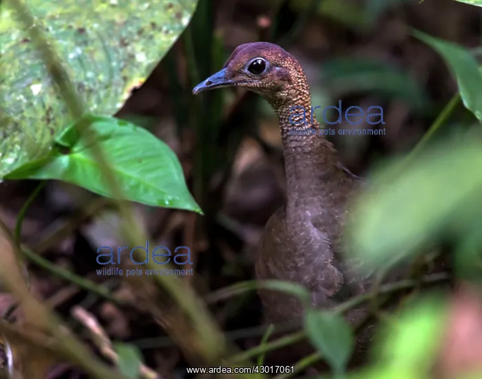  : Great Tinamou Duck