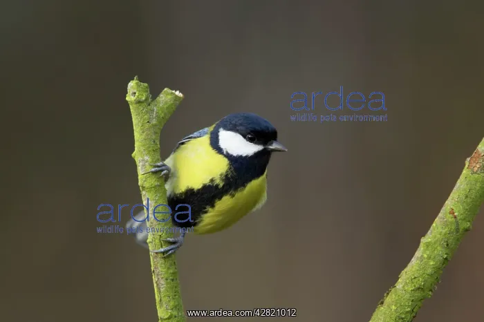 : Great Tit (Parus major). Lea Valley Park, Essex, UK : Great Tit (Parus major). Lea Valley Park, Essex, UK