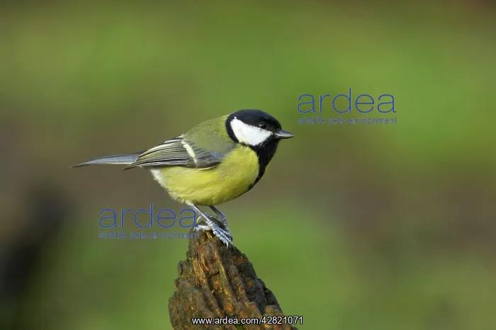 : Great Tit (Parus major). Lea Valley Park, Essex, UK : Great Tit (Parus major). Lea Valley Park, Essex, UK