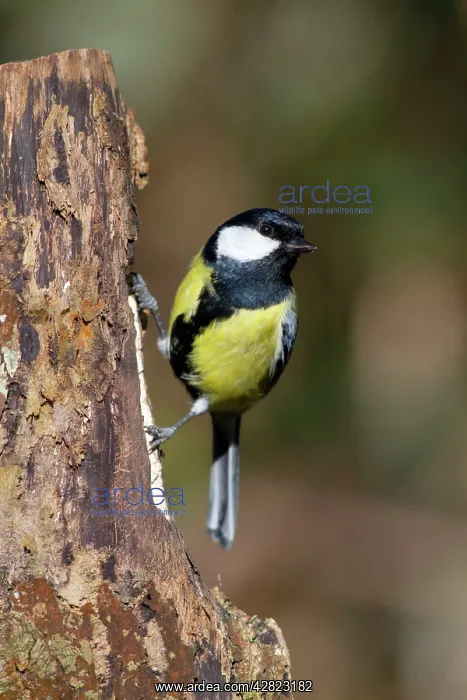  : Great Tit (Parus major)