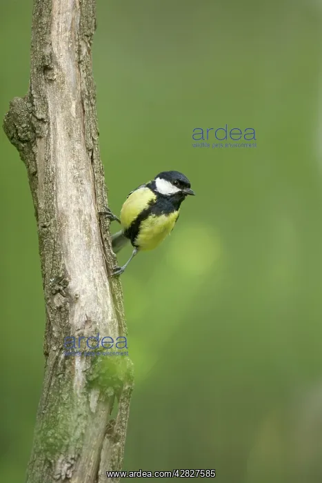  : Great Tit (Parus major). Hungary
