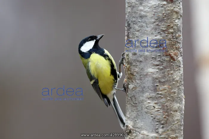 : Great Tit (Parus major). Scottish Moor - Aviemore - Scotland : Great Tit (Parus major). Scottish Moor - Aviemore - Scotland
