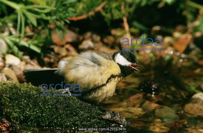 : GREAT TIT (Parus major)