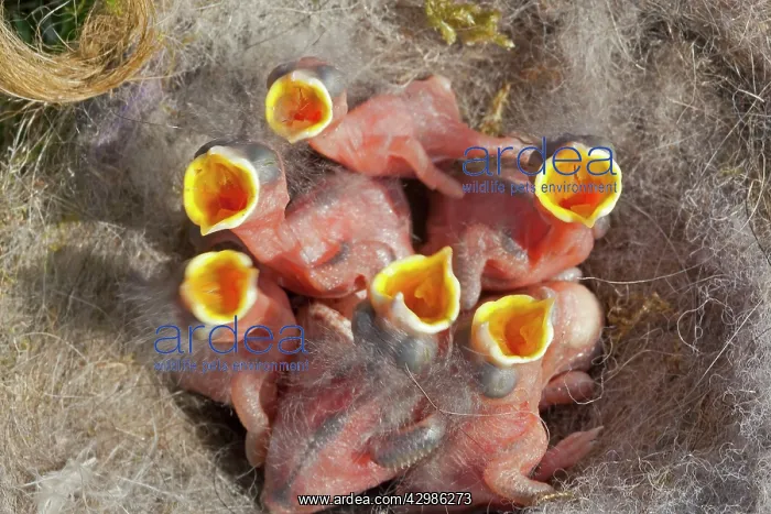 : Great Tit (Parus major). chicks at nest with mouths wide open - Bas Rhin - France : Great Tit (Parus major). chicks at nest with mouths wide open - Bas Rhin - France