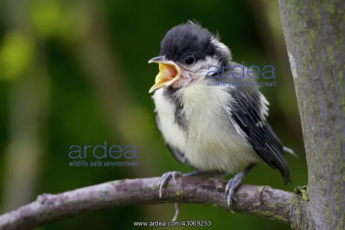 : Great Tit. Young Great Tit (Parus major) calling for its parents because it wants food : Great Tit. Young Great Tit (Parus major) calling for its parents because it wants food