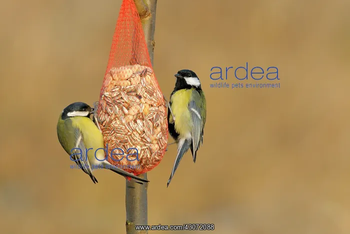 : Great Tit. Two Great Tit (Parus major) eating seeds from a feeder : Great Tit. Two Great Tit (Parus major) eating seeds from a feeder