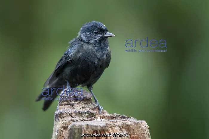 : Great Tit. A Great Tit (Parus major) with melanism perched on stump : Great Tit. A Great Tit (Parus major) with melanism perched on stump