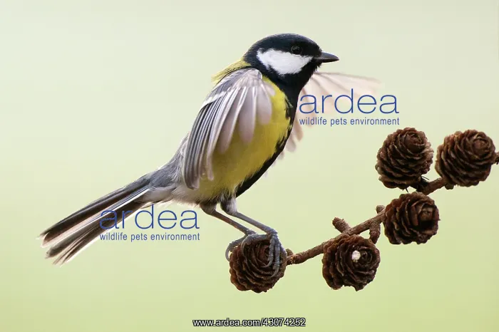 : Great Tit (Parus Major) landing on a brench with wings spread : Great Tit (Parus Major) landing on a brench with wings spread