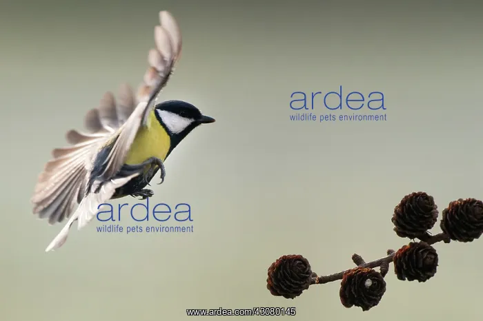 : Great Tit (Parus Major) landing on a brench with wings spread : Great Tit (Parus Major) landing on a brench with wings spread