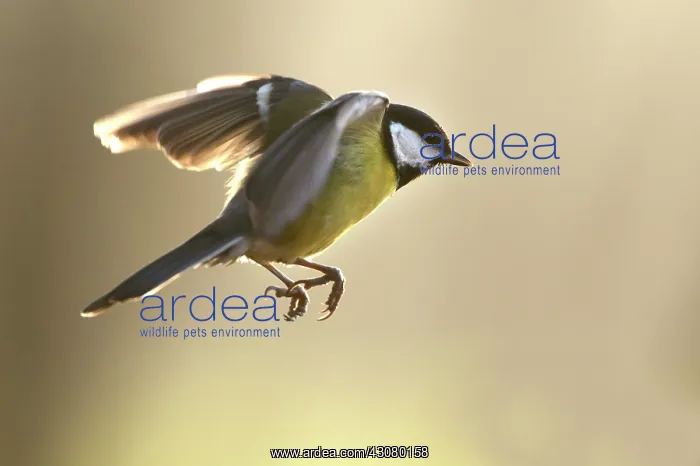 : Great Tit (Parus Major) flying, landing on a brench with wings spread : Great Tit (Parus Major) flying, landing on a brench with wings spread
