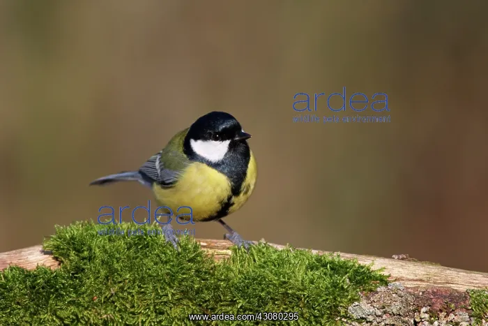 : Great Tit (Parus major) perched on a branch, The Netherlands, The Netherlands : Great Tit (Parus major) perched on a branch, The Netherlands, The Netherlands