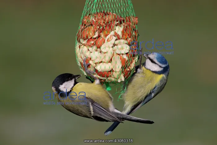 : Great Tit. Blue Tit (Cyanistes caeruleus) feeding on peanuts together with Great Tit : Great Tit. Blue Tit (Cyanistes caeruleus) feeding on peanuts together with Great Tit