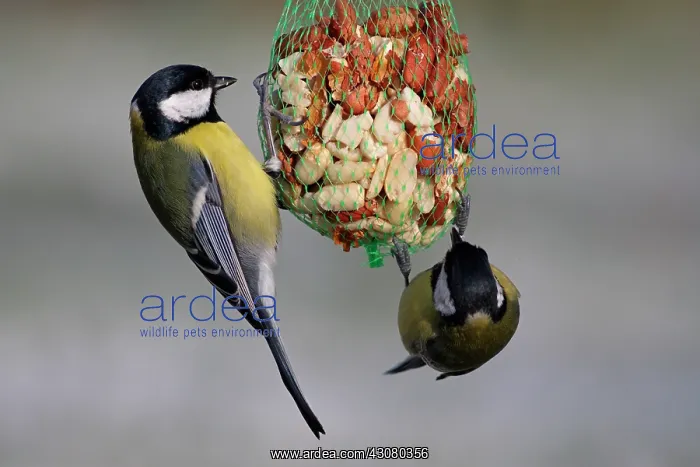 : Great Tit. Two Great Tits (Parus major) feeding on peanuts : Great Tit. Two Great Tits (Parus major) feeding on peanuts