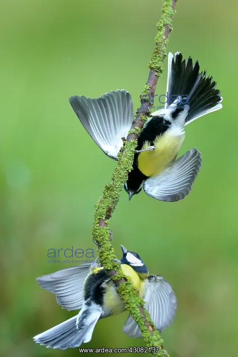 : Great Tit. Two Great Tits (Parus major) perched on a twig and threatening each other : Great Tit. Two Great Tits (Parus major) perched on a twig and threatening each other