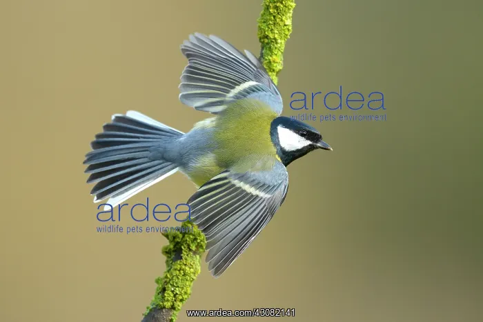 : Great Tit (Parus major) perched on a branch in threatening position : Great Tit (Parus major) perched on a branch in threatening position