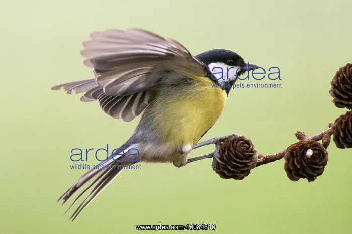: Great Tit (Parus Major) landing on a brench with wings spread : Great Tit (Parus Major) landing on a brench with wings spread