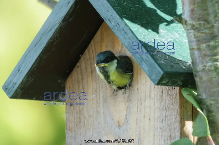 : Great Tit. Juvenile Great Tit (Parus major) leaving its birdhouse for its initial flight : Great Tit. Juvenile Great Tit (Parus major) leaving its birdhouse for its initial flight