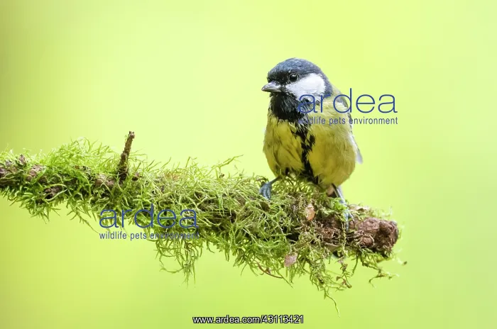 : Great Tit. Young Great Tit (Parus major) perched on moss-covered branch : Great Tit. Young Great Tit (Parus major) perched on moss-covered branch