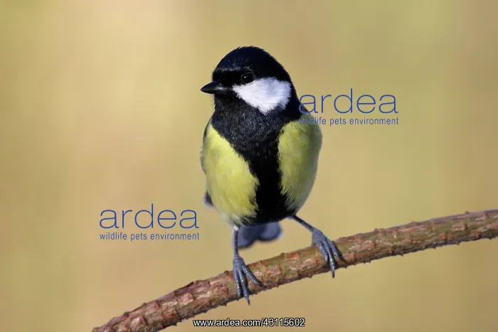 : Great Tit (Parus major) male on branch : Great Tit (Parus major) male on branch