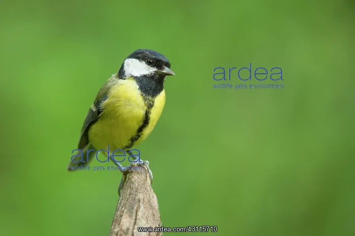 : Great Tit (Parus major) perched on a tree stump : Great Tit (Parus major) perched on a tree stump