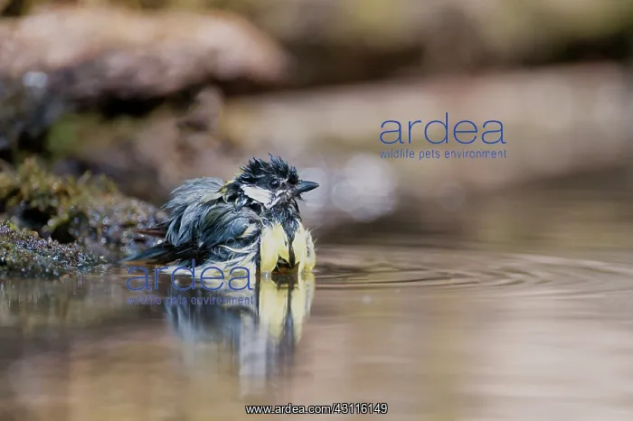 : Great Tit (Parus major) taking a bath : Great Tit (Parus major) taking a bath
