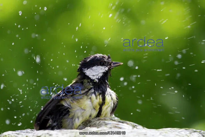 : Great Tit (Parus major) taking a bath : Great Tit (Parus major) taking a bath