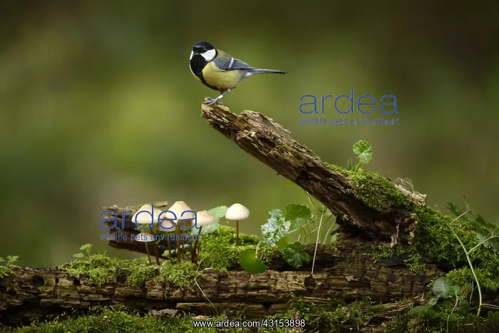 : Great Tit (Parus major) perched on a branch of a tree with mushrooms : Great Tit (Parus major) perched on a branch of a tree with mushrooms