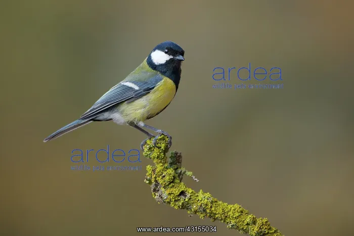 : Great Tit (Parus major) perched on a branch : Great Tit (Parus major) perched on a branch