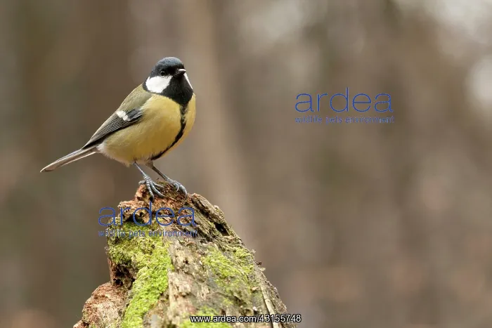 : Great Tit (Parus major) perched on a dead tree trunk : Great Tit (Parus major) perched on a dead tree trunk