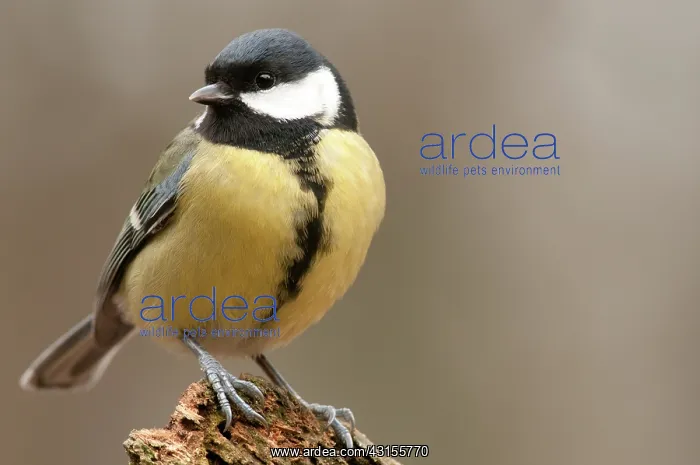 : Great Tit (Parus major) perched on a dead tree trunk : Great Tit (Parus major) perched on a dead tree trunk