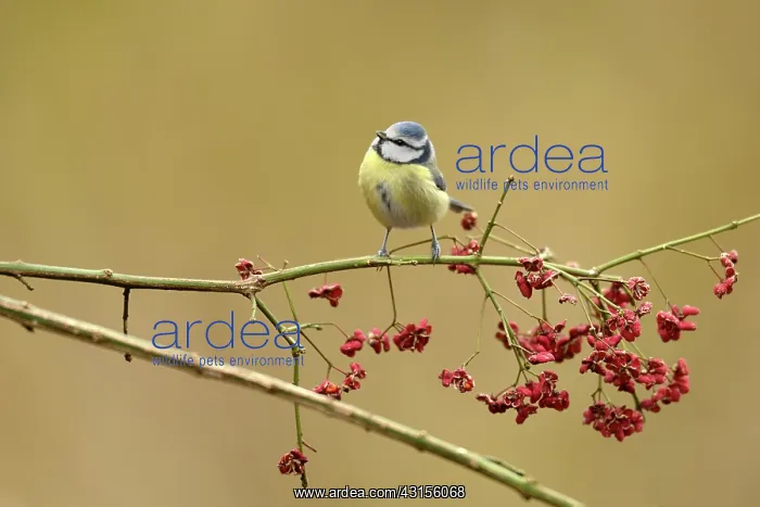 : Great Tit (Parus major) on branch of SpindleTree (Euonymus europaeus) : Great Tit (Parus major) on branch of SpindleTree (Euonymus europaeus)
