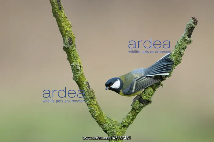 : Great Tit (Parus major) perched on a lichen-covered branch : Great Tit (Parus major) perched on a lichen-covered branch