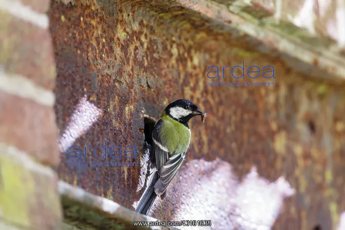  : Great Tit. One Great Tit (Parus major) with food