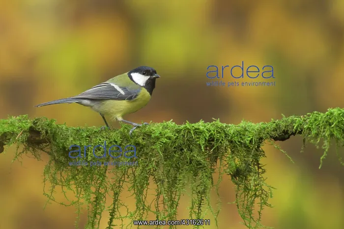 : Great Tit (Parus Major) perched on mossy branch, The Netherlands, Overijssel : Great Tit (Parus Major) perched on mossy branch, The Netherlands, Overijssel