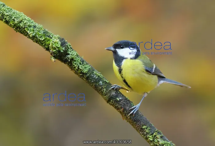 : Great Tit (Parus major) perched on moss branch : Great Tit (Parus major) perched on moss branch