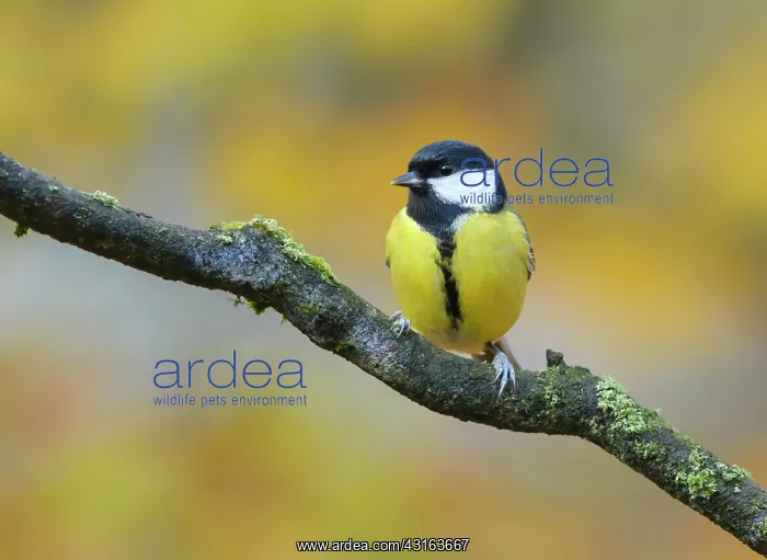 : Great Tit (Parus major) perched on moss branch : Great Tit (Parus major) perched on moss branch