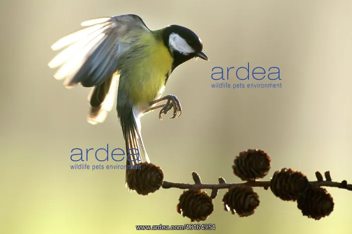 : Great Tit (Parus Major) landing on a brench with wings spread : Great Tit (Parus Major) landing on a brench with wings spread
