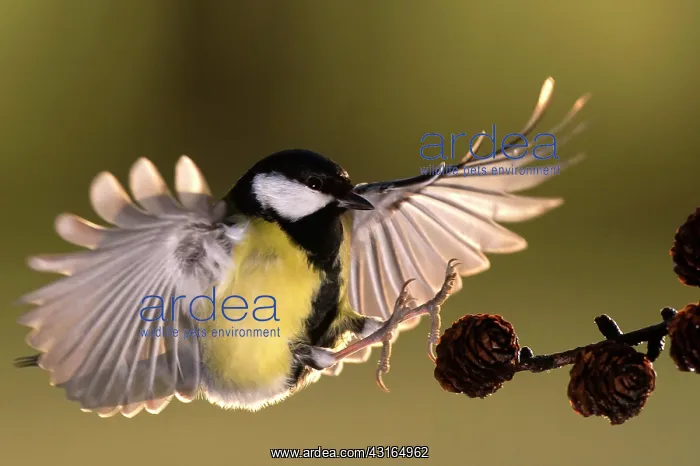 : Great Tit (Parus Major) landing on a brench with wings spread : Great Tit (Parus Major) landing on a brench with wings spread