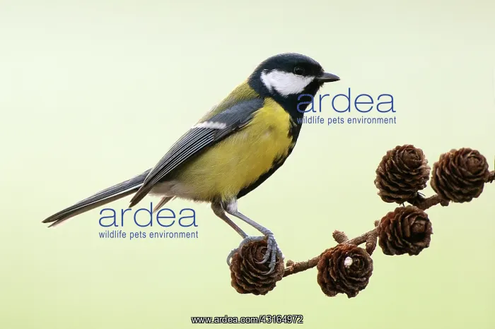 : Great Tit (Parus Major) standing on a branch, The Netherlands, Friesland, Noardburgum : Great Tit (Parus Major) standing on a branch, The Netherlands, Friesland, Noardburgum