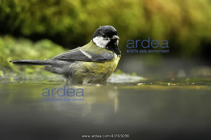  : Great Tit (Parus major) taking a bath in pond