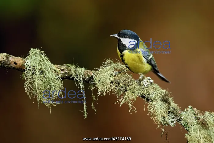 : Great Tit (Parus major) perched on lichen-covered branch : Great Tit (Parus major) perched on lichen-covered branch