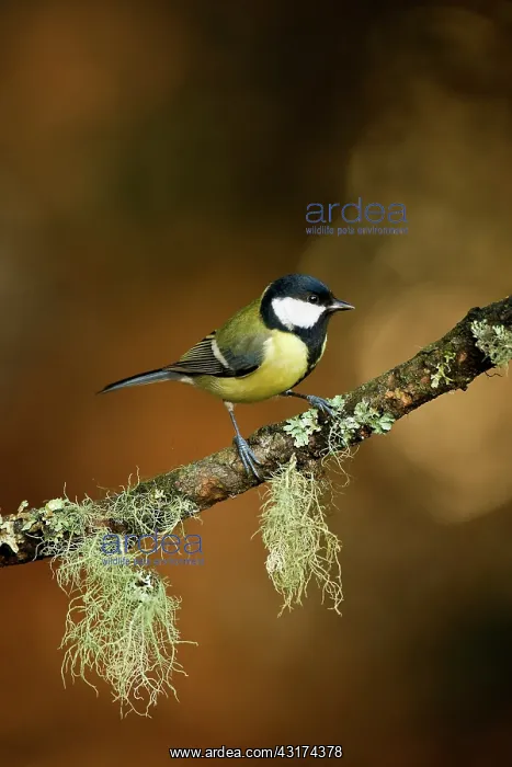 : Great Tit (Parus major) on lichen-covered branch : Great Tit (Parus major) on lichen-covered branch