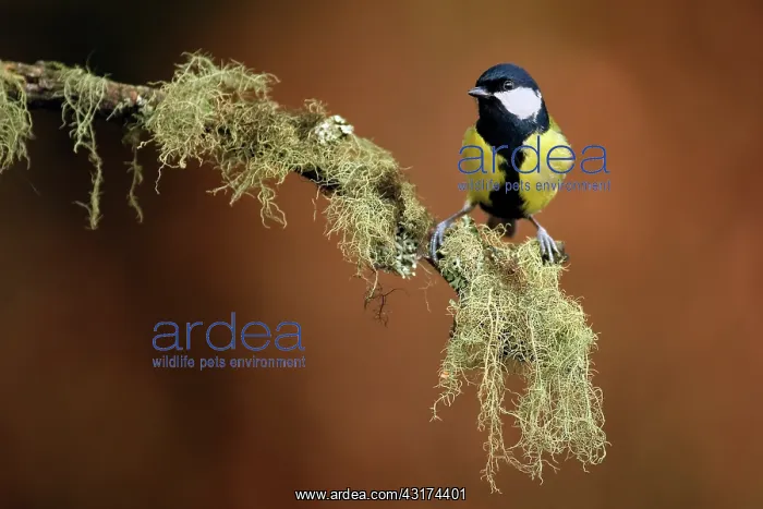 : Great Tit (Parus major) on lichen-covered branch : Great Tit (Parus major) on lichen-covered branch